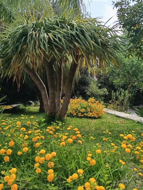 Masseria Lama - 4