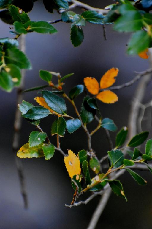 cabañas la brama - 4