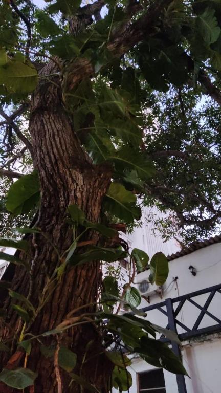 Hotel Palma Bahía - 5