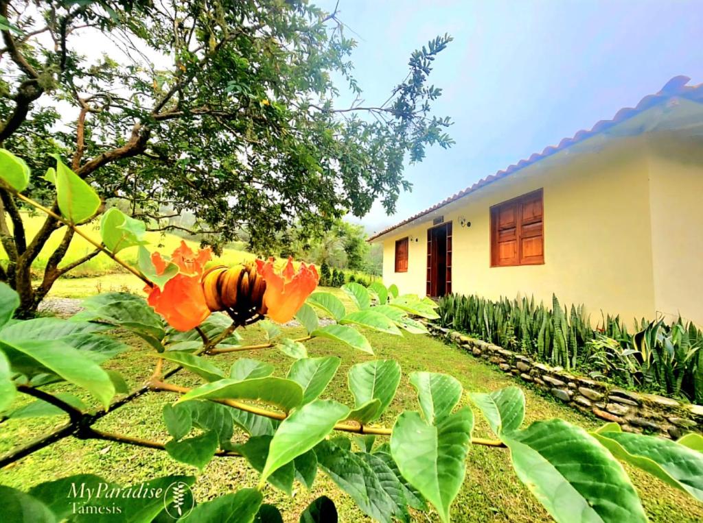 Mi Paraiso Escondido, Tamesis, Támesis