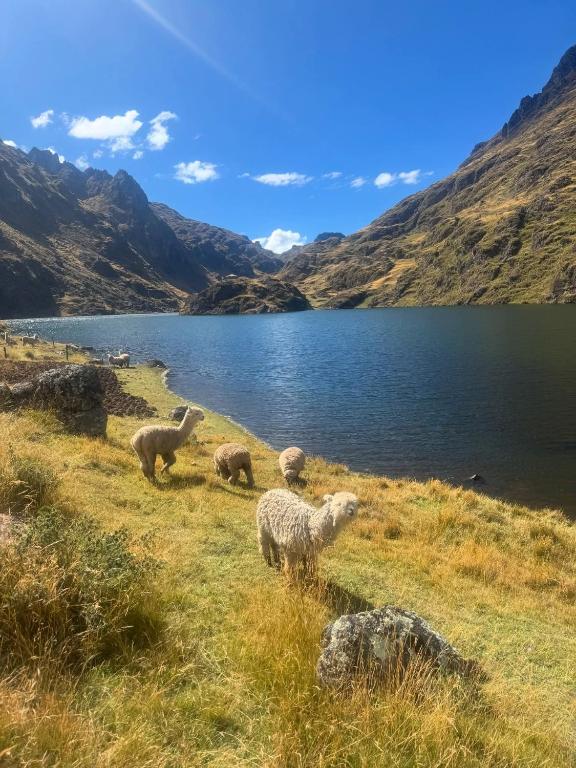 HOMESTAY KINSA COCHA - 5