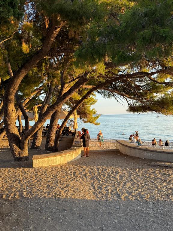 Stuart Žukotrlica, Bar