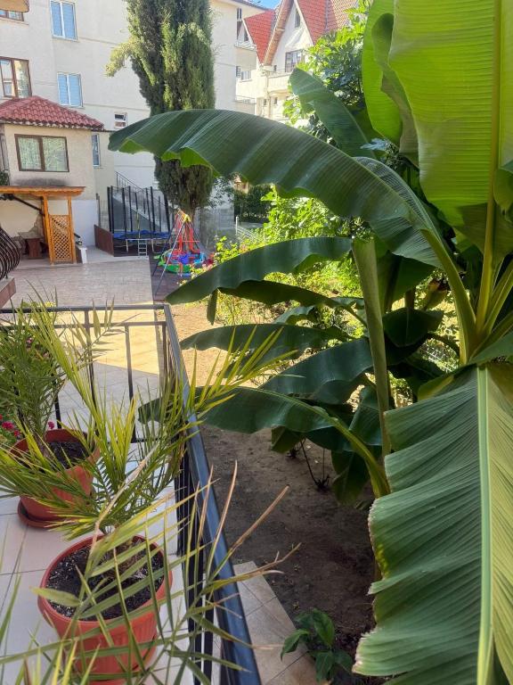 Guesthouse Iceberg, Ravda