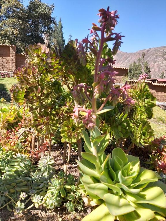 Charming Urubamba Cusco house - Kapuliyuq - 3