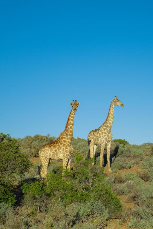 Aardvark Bioreserve, Ladismith