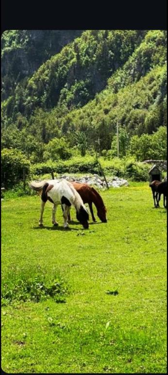 Mikel Center Theth Guesthouse, Skadar