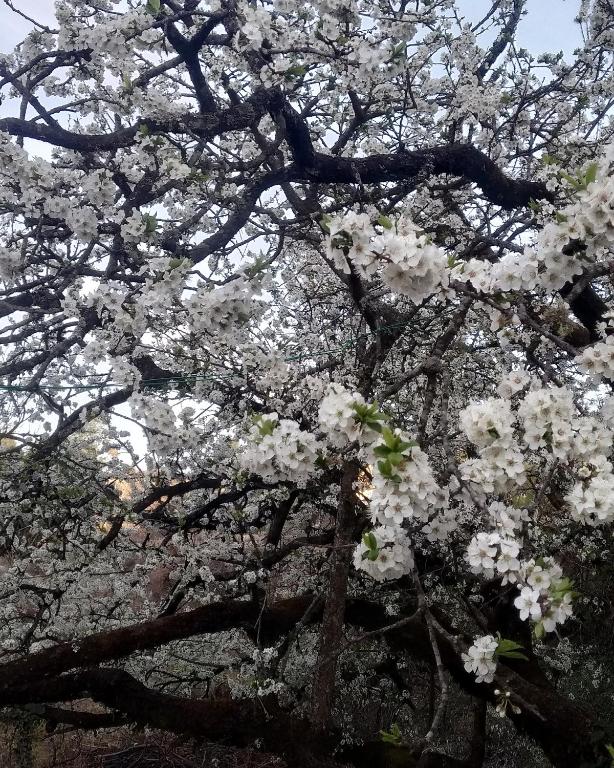 Onces Upon A Forest, Pangot,Nainital 4BR Homeyhuts, Nainital