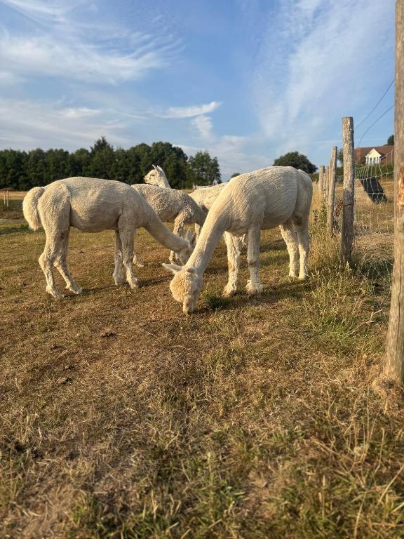 Apple Blues Farm, Ashford