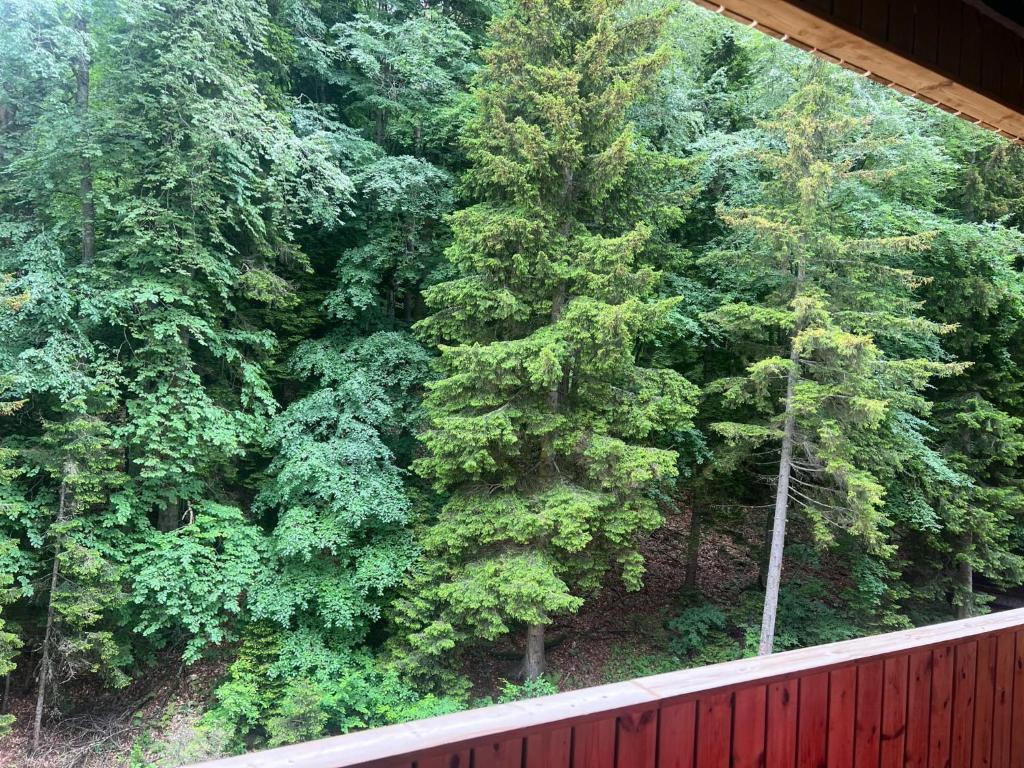 Woods Inn Kokta-Mitarbi, Bakuriani