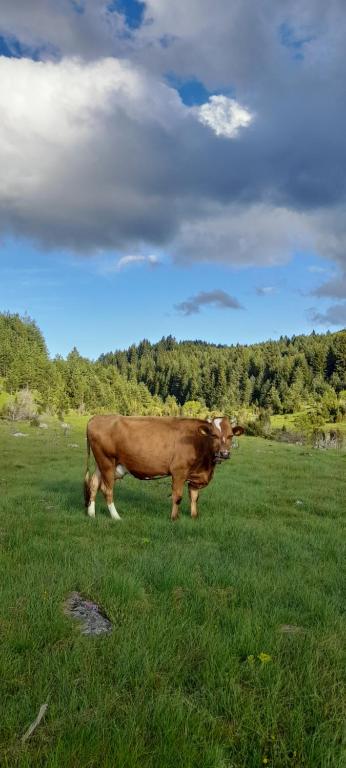 Holiday Home Krejović - 4