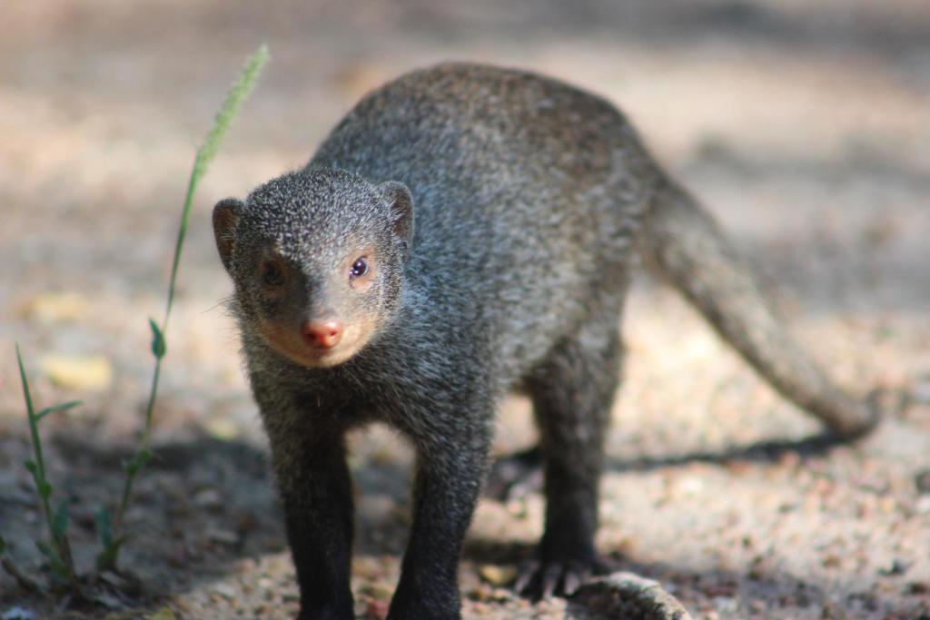 Cottage On Naboom, Marloth Park