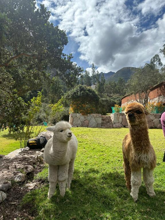 Santuario Holistico Pumawanka - 5