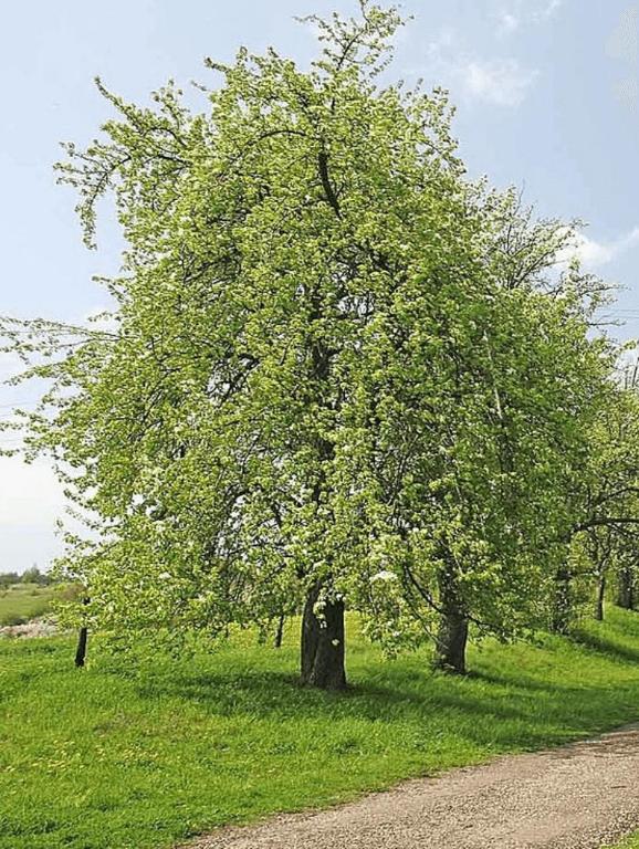 Alojamiento del Parque - 4