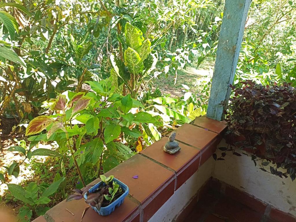 La fuente del loto - 4