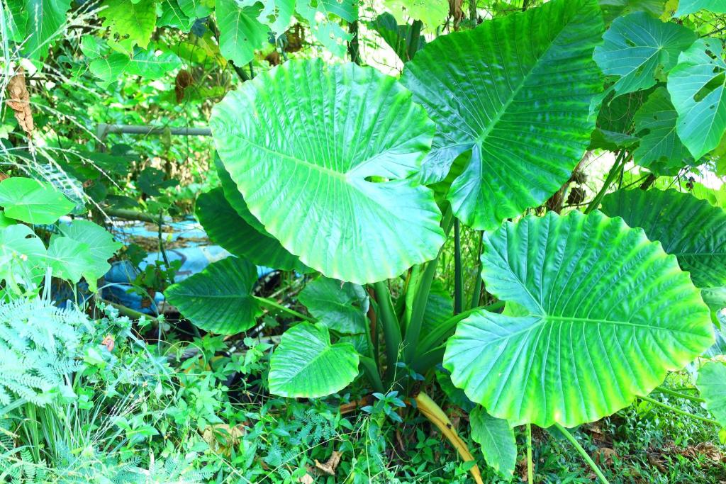 Surrounding environment