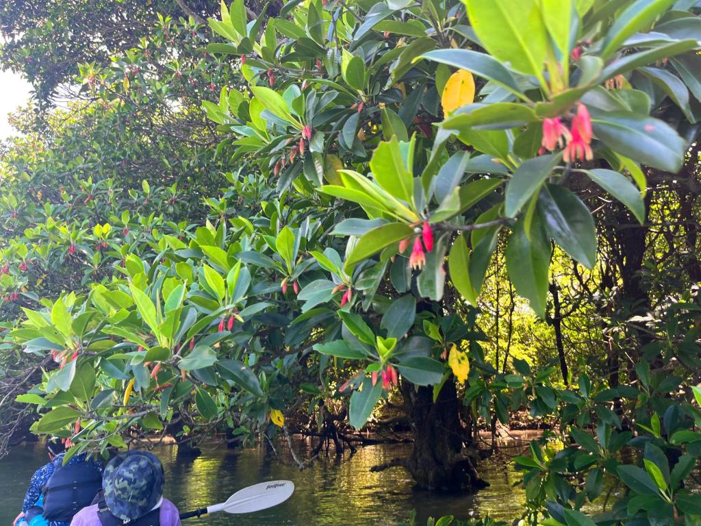 Surrounding environment