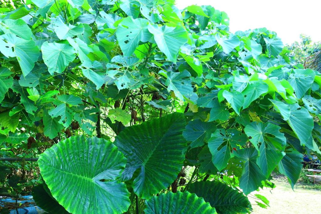 Surrounding environment