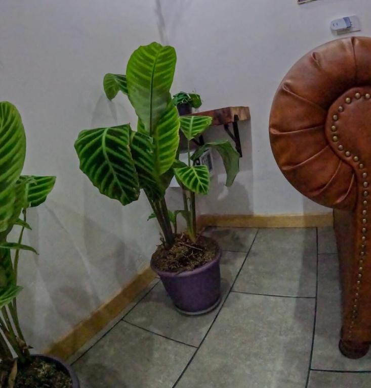 Fabulous cozy, wifi, AC, laundry loft in laureles - 5