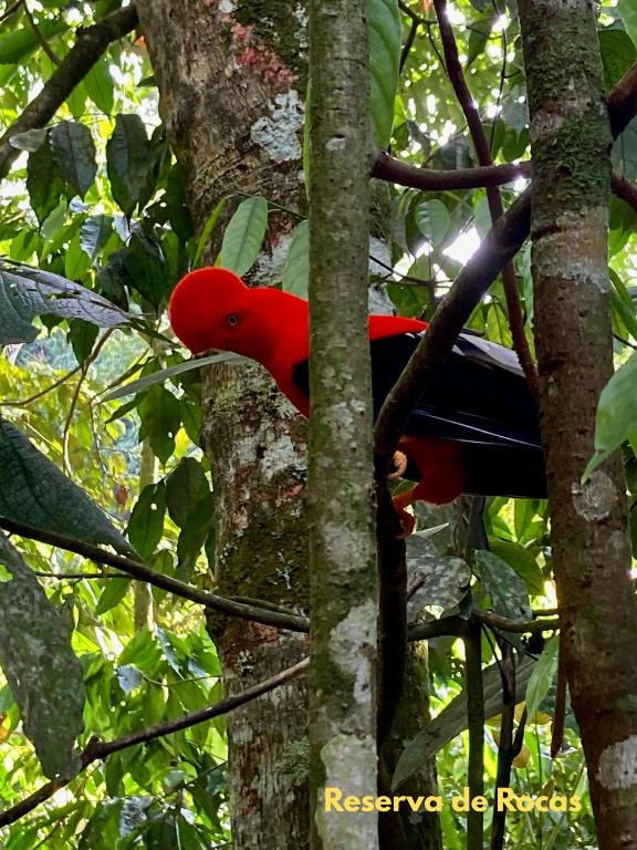 Gallito de Roca, Jardin