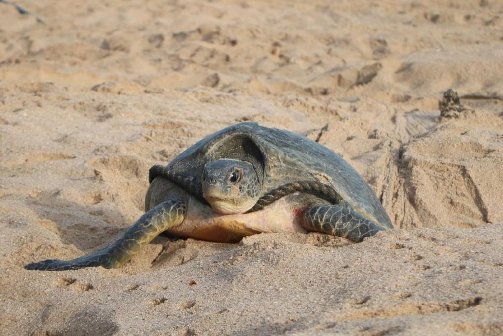 Ras Al Jinz Turtle Guest House, Junayz al Janūbī