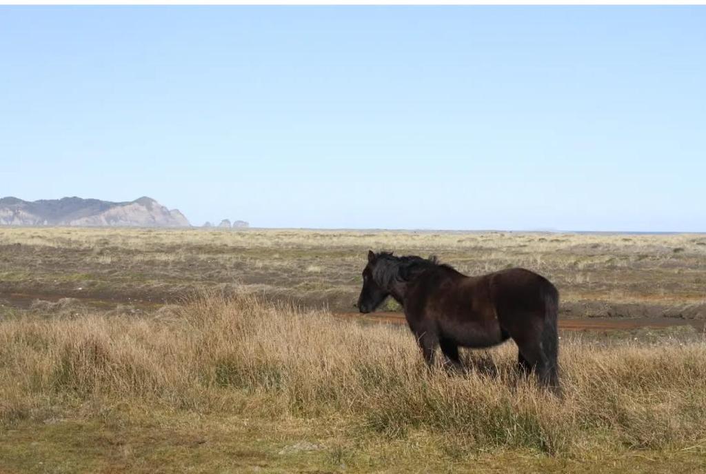 Cabañas los Cisnes de Cucao - 3