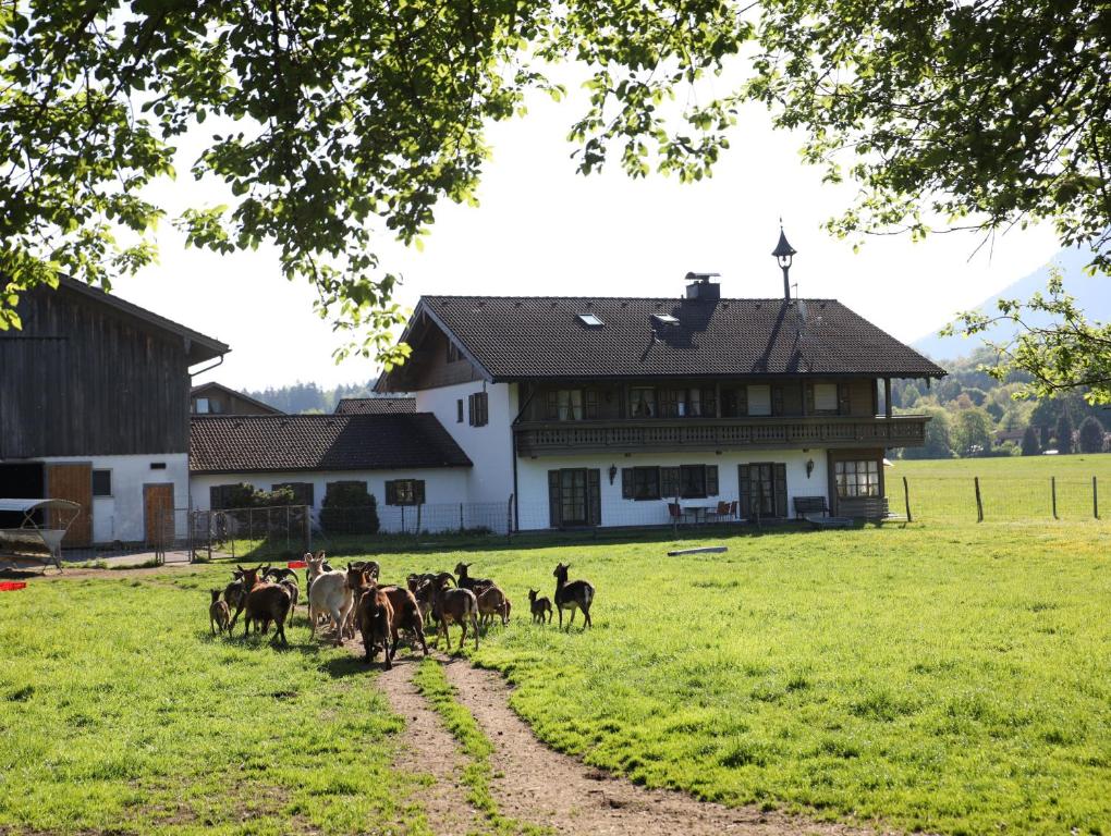 Kleinreiterhof Ferienwohnungen Limmer - 3