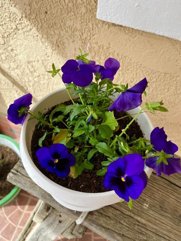 Casa de campo - Flor del valle - 3