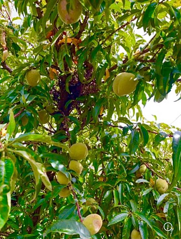 Casa de campo - Flor del valle - 5