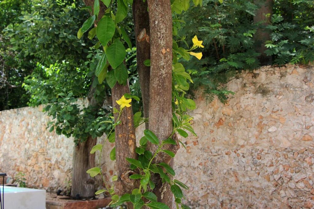 Charming and private with a pool in Merida Centro - 2