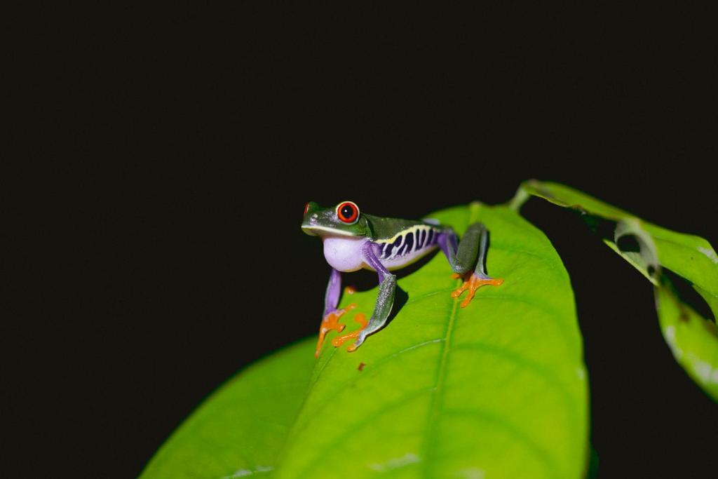 アクティビティ