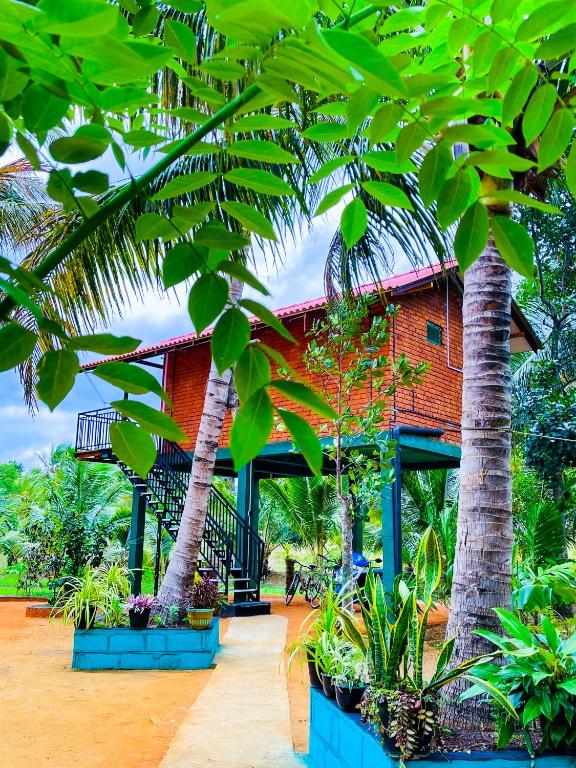 Tree Top View Tree House, Sigiriya