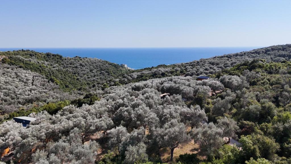Olive stone house, Ulcinj - 2