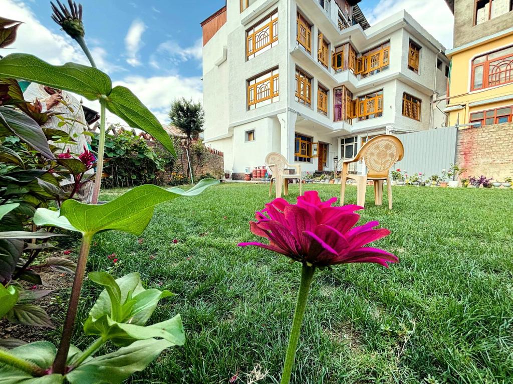 Herald spring, Šrínagar