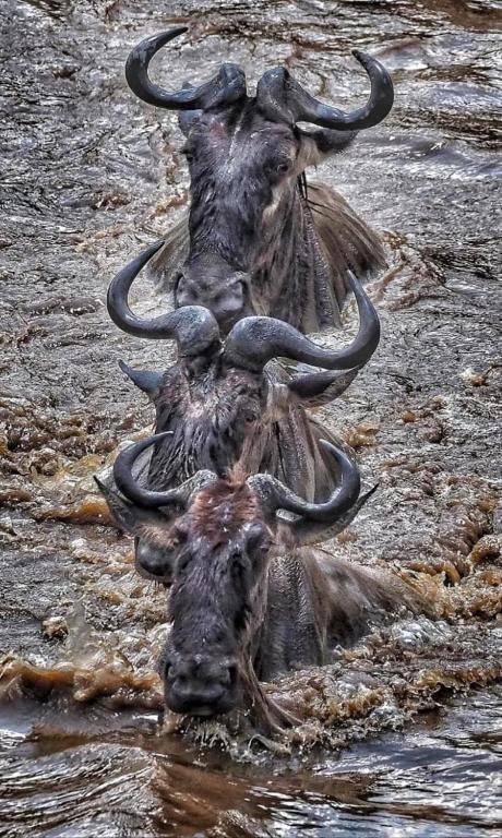 Lepuan safari, Sekenani