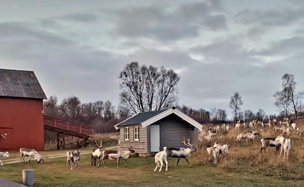 Stenli Retro Guesthouse, Bævkopp