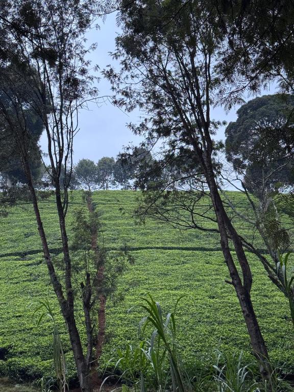 A little bit of heaven in TIGONi, Nairobi