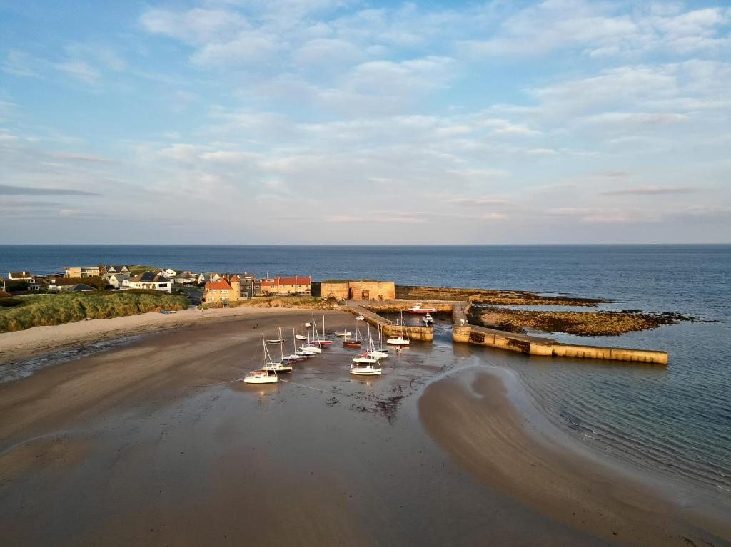 Betony, Bamburgh photo 8