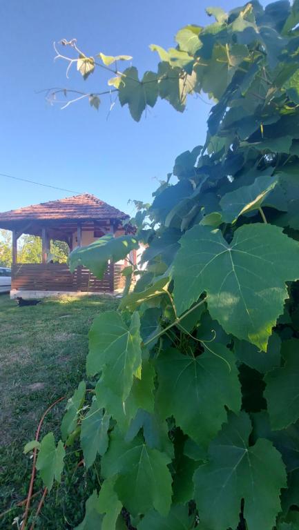 MALA KOLA - Weekend House - 5