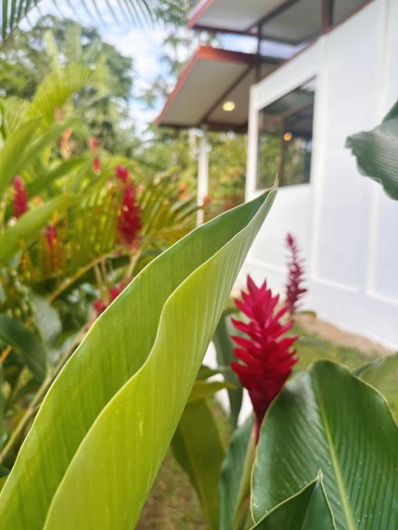 Villa EKA by Villas Tucan Cocles, Talamanca