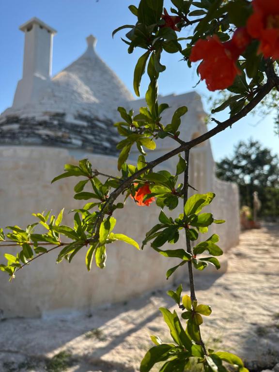 Trulli Oiseaux Migrateurs - 5