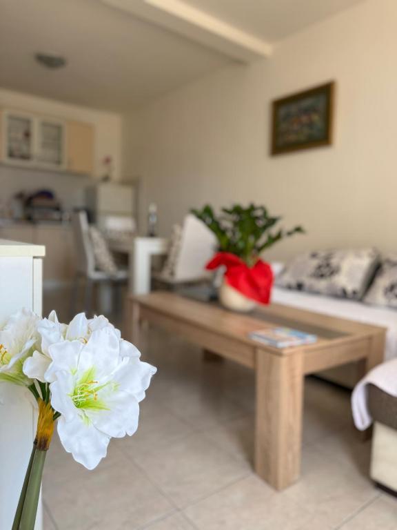 Coral apartment - 1