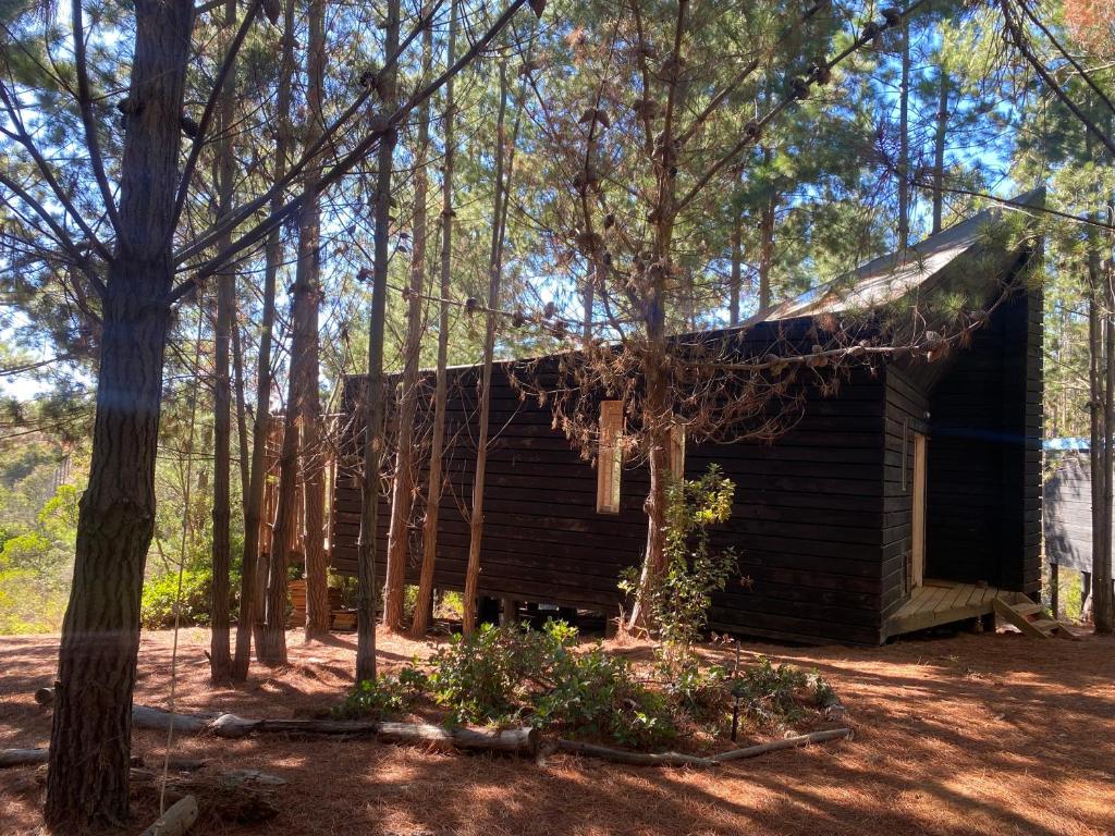 Tiny Houses del bosque - 4