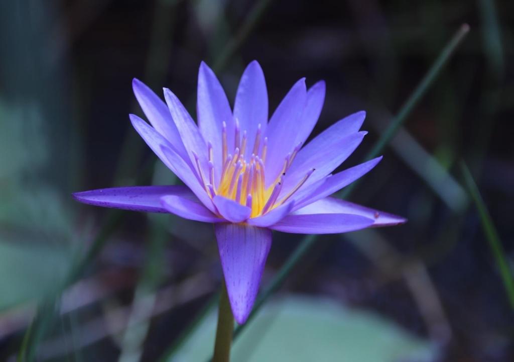 Water Lily Talpe, Talpe