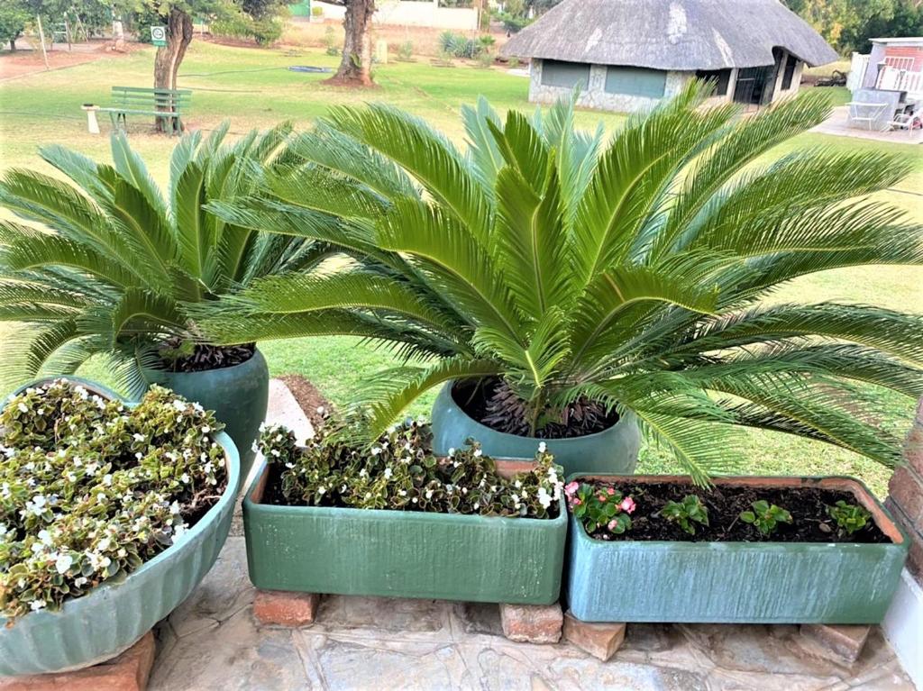 Neat standard room in guesthouse - 2088, Bulawayo