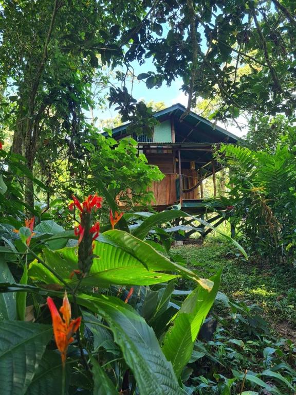 Live the Jungle - Rustic Refuge, Bastimentos