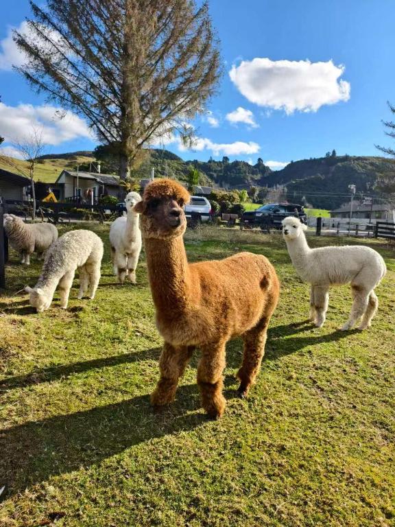 Hideaway of Rotorua, Rotorua