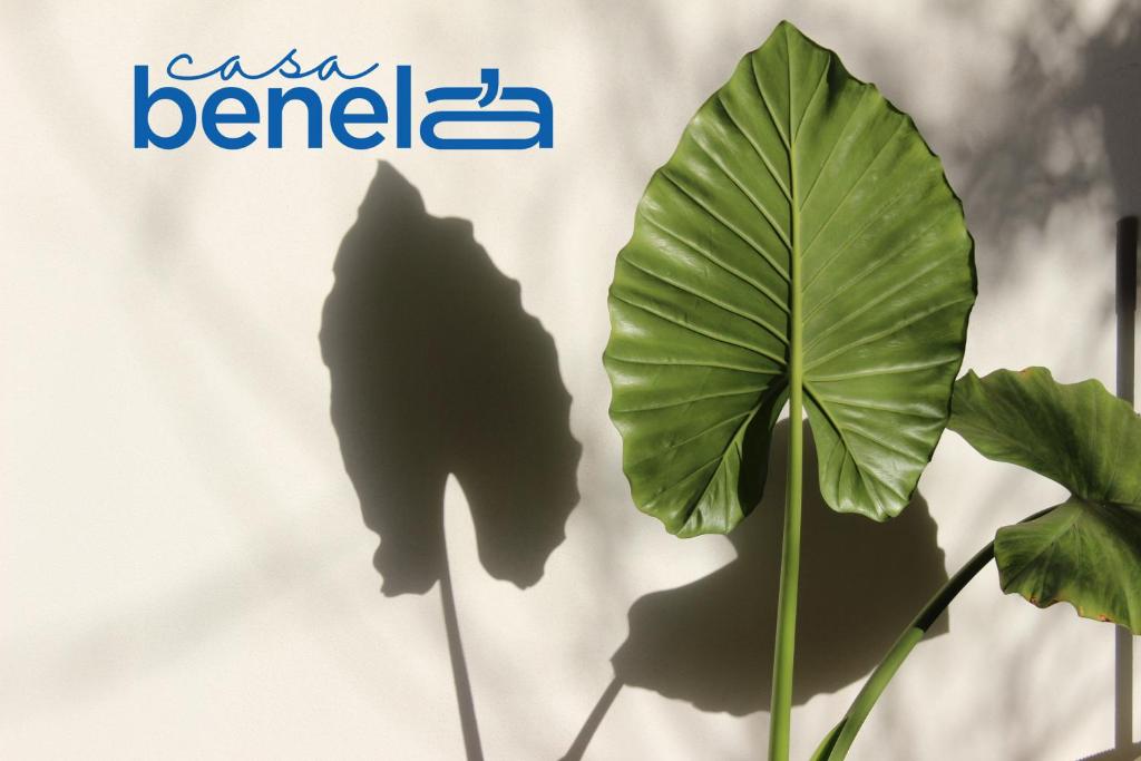 Casa Benelaa - 5