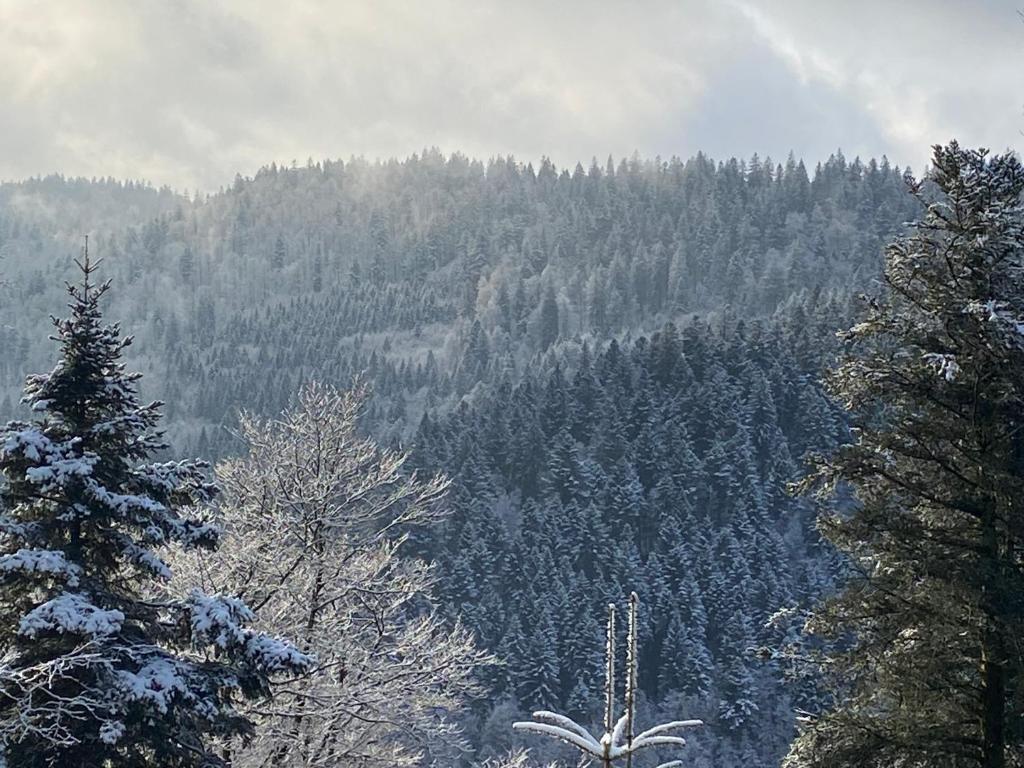 Le souffle des sapins - 2