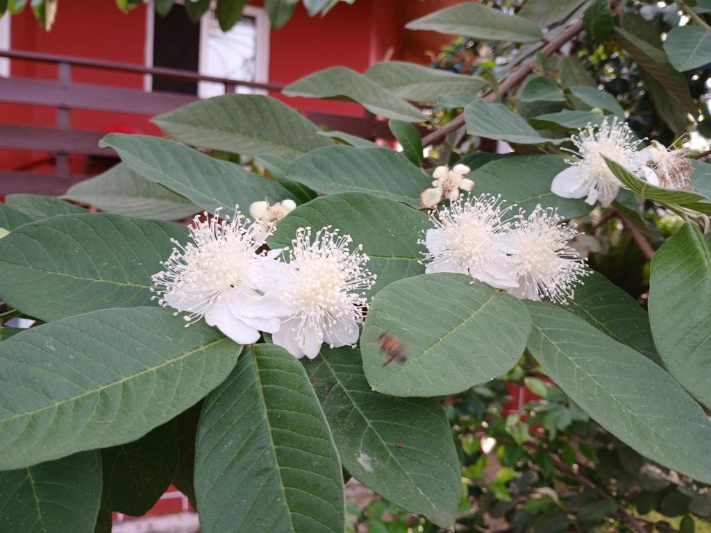 Jardim