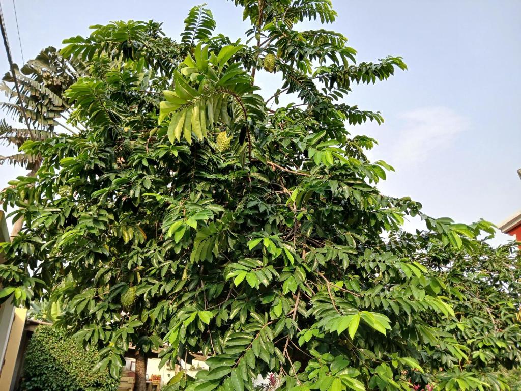 Jardim